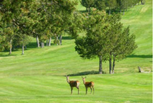 Golf club de Font-Romeu - 66